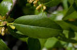 Lanceleaf buckthorn